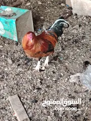  5 ديوك بلدي نظيف