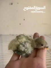  3 فراخ  كوكتيل و روز وحب إنجليزي