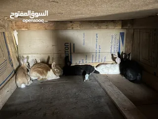  1 تشكيلة ارانب نضيفه بسعر معقول ومغري .