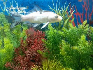  4 koi fish gold fish African cichlid