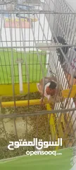  1 حسون ماشاءالله