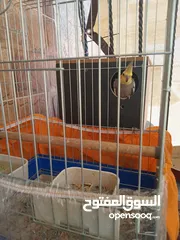  7 6 فراخ كوكتيل بحالة ممتازة يمكن بيعهم كامل ويمكن بالحبة للبيع ويوجد حبتين كوكتيل عمرهم شهرين