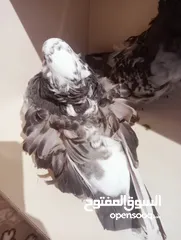  2 حمام زينة  كشكي