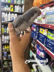  7 كويكر طفرة سينامون أليف راقص لعوب متكلم تابع الوصف للأهمية