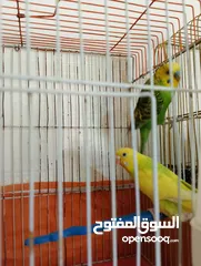  20 Othman10Othman@@