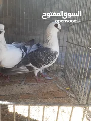  1 جوز بواز التفاصيل بالتعليقات