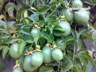  3 جميع أصناف الفواكة والحمضيات والزيتون ( بلدي ومستورد )