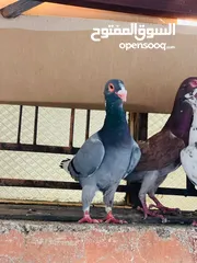  2 حمام انواع نخب اول معاكيف وبغدادي وابلق