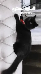  1 قط  ذكر شيرازي أصيل ونشيط لكل محبين القطط ذات اللوم الاسمر. لونه اسمر حنون جدا