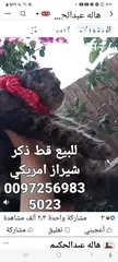  7 للبيع قطه شيرازي سكوتش بسعر 400 شيكل  للاستفسار
