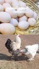  1 مطلوب بيض دجاج براهما العالي