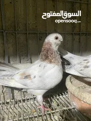  8 جوز ذبابنا صفر الصلاه عالنبي شغلات مكفولات للبيع