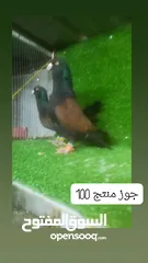  13 كوم نفاخ كوبرا اربع جواز