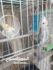  3 زوج كوكتيل بسعر حرق