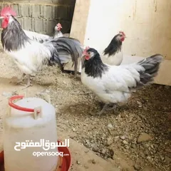  2 موجود كتكوت ملكي عمره شهر تقريبا