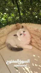  1 قطط راغدول دم صافي