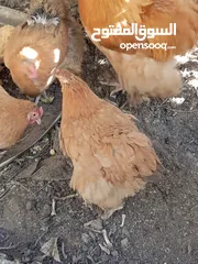  3 دجاج كوشن بياض للبيع