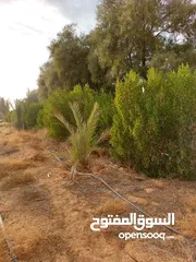  28 مزرعه 2 هكتار بمدينة الزاويه بسعر مناقس