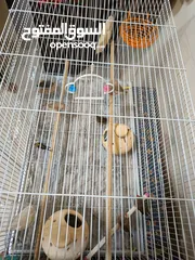  7 8 Beautiful and Healthy Zebra Finches with Large Spacious Cage Full Set for Sale :)