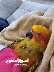  5 Hand tamed Sun Conure. His name is Cookie.