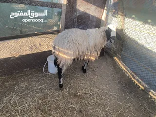  3 للبيع كبش هندي...