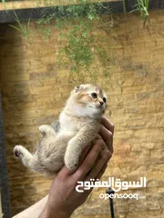  16 قطط سكوتش فولد وسكوتش ستريت للبيع اقرأ الوصف