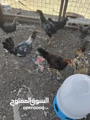  15 موجود عشر ديوك بلدي عمر خمس اشهر
