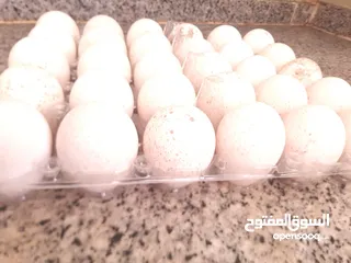  1 بيض عماني مهجن