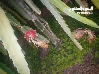  2 اشتال فاكهة التنين دراكن فروت . ...