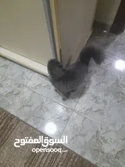  3 قط بسعر أغراضها 20