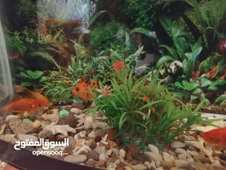  4 سمك زينه للبيع