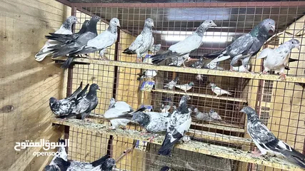  7 طيور باكستانيه