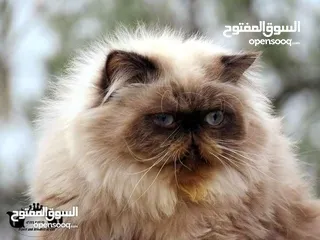  28 للتزاوج فقط ذكور جولدن غولدن بيور دم نقي لعشاق التميز