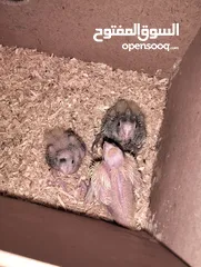  6 جوز كوكتيل مع 3 فراخ