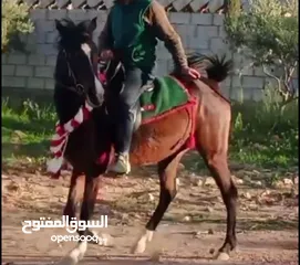  1 مهرة للبيع