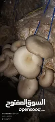  4 فطر محاري بلدي
