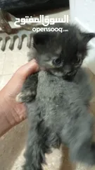  3 قطط لتبني طبربور