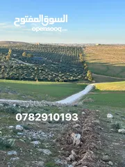  4 ثلاث دنم ونصف منطقة بلعما بسعر ممتاز