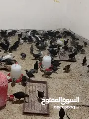  4 صوص عمر شهر ونص