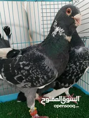  9 جوزين شغالات