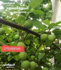  27 مزرعة لقطة مميزة مع بيت طابقين مطلة ومرتفعة