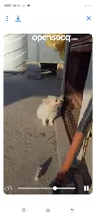  1 كلبه انثى شيواو موجود في اربد حنينا للبيع  موجود في اربد حنينا كلب اشي مرتب .؟.......
