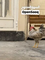  2 دجاج وديوك للبيع