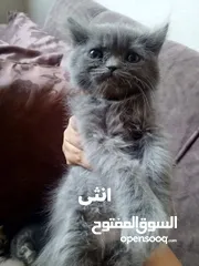  16 همالايا مكس شانشيلا