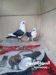  3 موجود جواز شغاله طواير شغاله وفخول