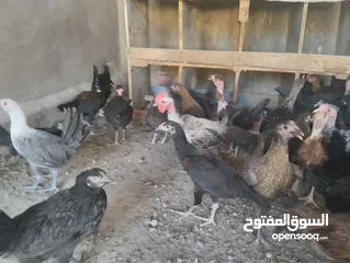  8 فراخ بلدي للبيع