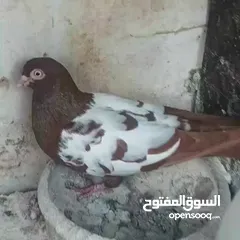  2 متاااااح جوز مزهورات مع فرخين ماكينة انتاج اقرأ الوصف
