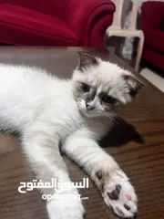  13 قط ذكر سكوتش فولد مكس شيرازي