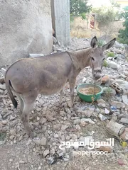  2 حماره عاقله