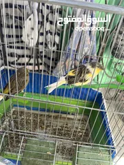  2 جوز كناري جلوستر  الفحل الاخضر والانثى الصفرا المقنبره  حبتين نظاف